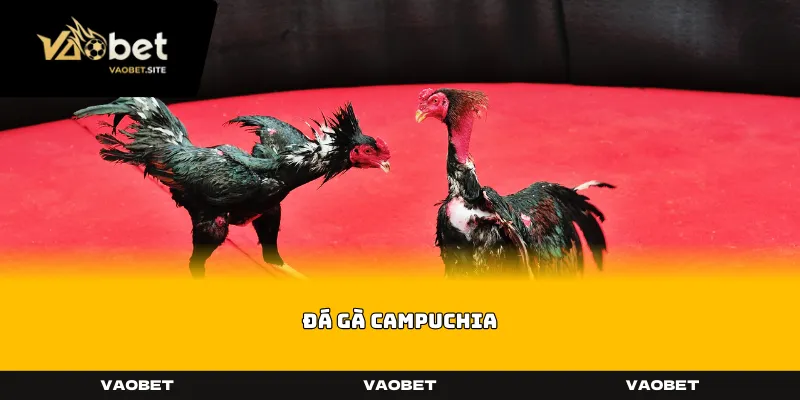 Đá Gà Campuchia