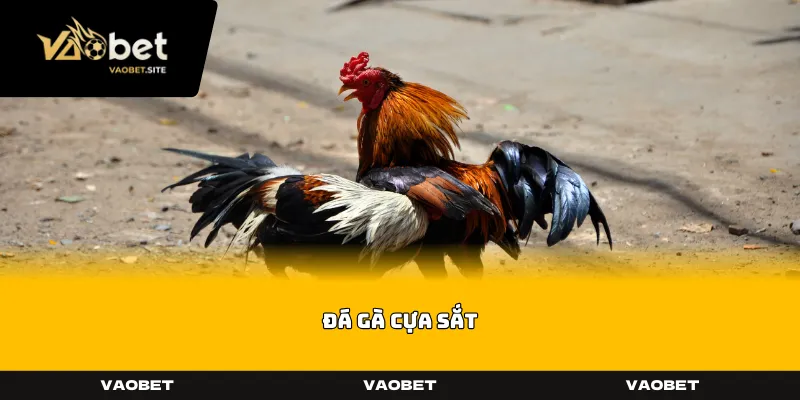 Đá Gà Cựa Sắt