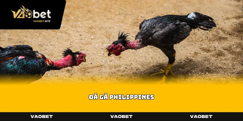 Đá Gà Philippines