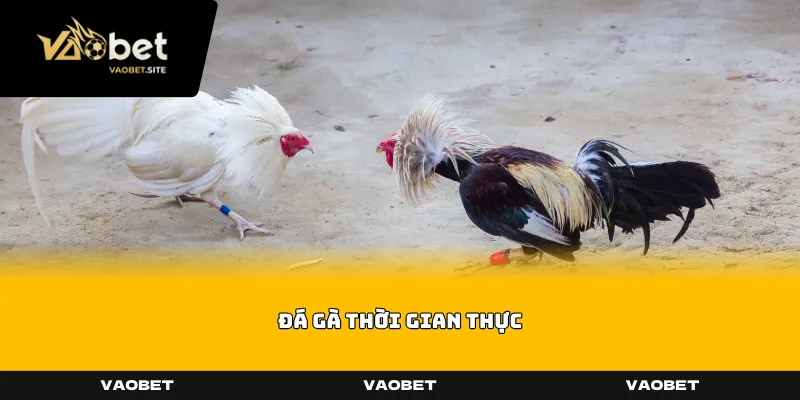 Đá Gà Thời Gian Thực