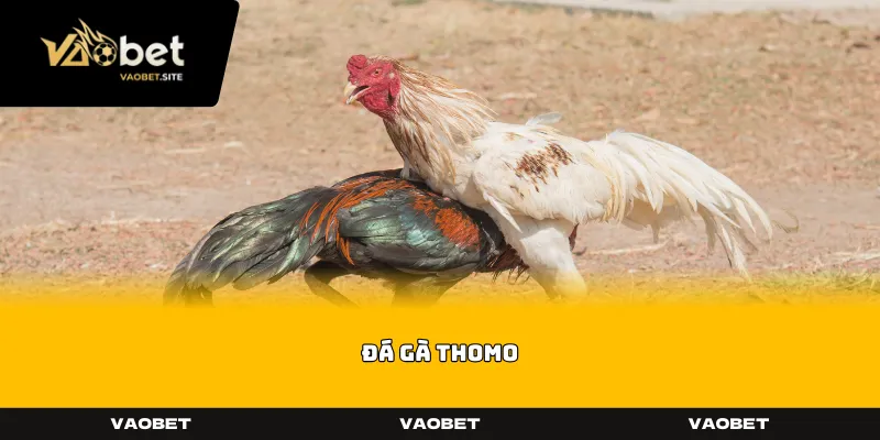 Đá Gà Thomo